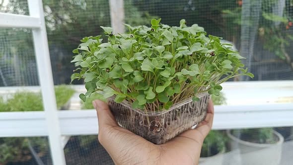 ถาดไมโครกรีนสดในมือผู้ปลูกที่ Preecha Fresh Garden