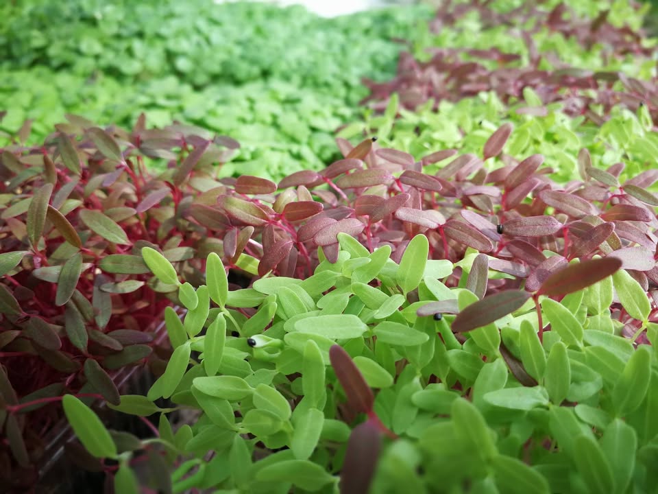 ไมโครกรีนใบสีเขียวและแดงที่ปลูกในสวน Preecha Fresh Garden